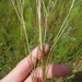 Creeping Little Bluestem - Photo (c) Scott Ward, some rights reserved (CC BY), uploaded by Scott Ward