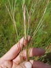 Creeping Little Bluestem - Photo (c) Scott Ward, some rights reserved (CC BY), uploaded by Scott Ward