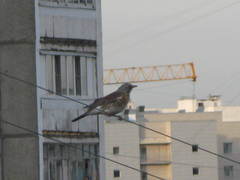 Turdus pilaris