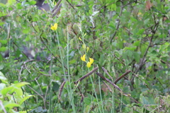 Cytisus scoparius