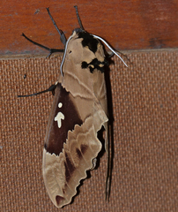 Lophostethus dumolinii