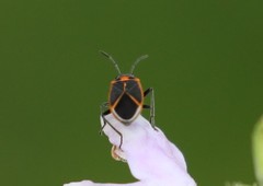 Ochrimnus lineoloides