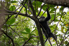 Semnopithecus vetulus