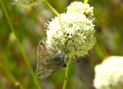 Satyrium auretorum