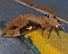 Lophostethus dumolinii