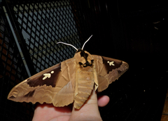 Lophostethus dumolinii