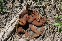 Gyromitra perlata
