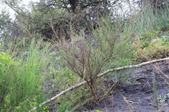 Cytisus scoparius