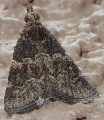 Satole ligniperdalis