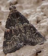 Satole ligniperdalis