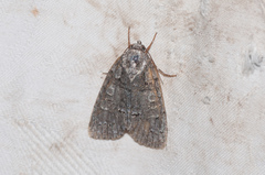 Acronicta tristis