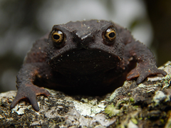 Rhinella ruizi