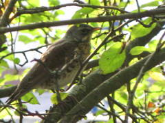 Turdus pilaris