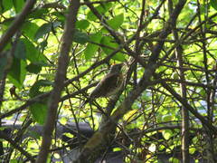 Turdus pilaris