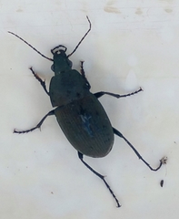 Chlaenius tomentosus