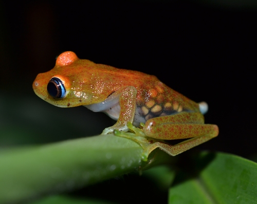 Green Bright-eyed Frog