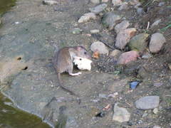 Rattus norvegicus