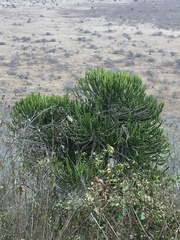Euphorbia confinalis