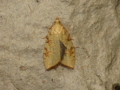 Aleimma loeflingiana