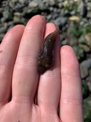 Lepadogaster purpurea