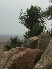 Euphorbia confinalis
