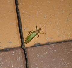 Hexacentrus japonicus