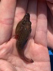 Lepadogaster purpurea