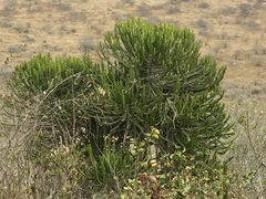 Euphorbia confinalis