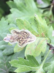 Phyllonorycter corylifoliella