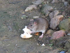 Rattus norvegicus