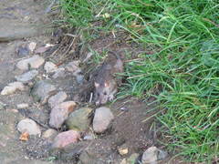 Rattus norvegicus