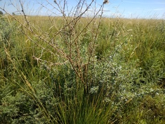 Halimodendron halodendron