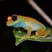 Green Bright-eyed Frog - Photo (c) Joshua S. Ralph, some rights reserved (CC BY-NC-ND), uploaded by Joshua S. Ralph
