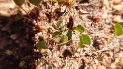 Oxalis dregei