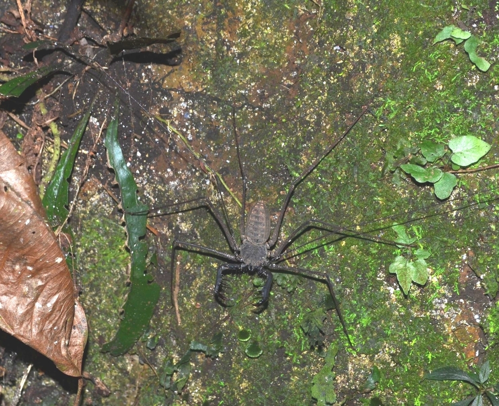 Heterophrynus elaphus