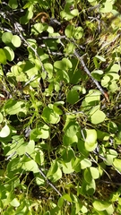 Oxalis dregei
