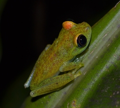 Boophis viridis