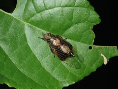 Mogannia nasalis