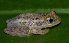 Heterixalus punctatus