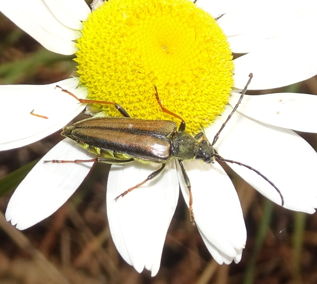 Lepturobosca nigrolineata