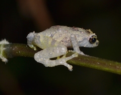 Cophyla barbouri