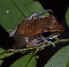 Guibemantis tornieri