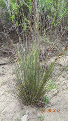 Juncus acutus leopoldii