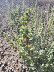 Halogeton glomeratus