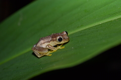 Heterixalus punctatus