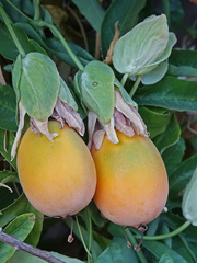 Passiflora caerulea