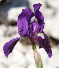 Iris bicapitata