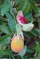 Passiflora caerulea