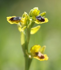 Ophrys sicula