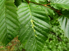 Aceria tenella